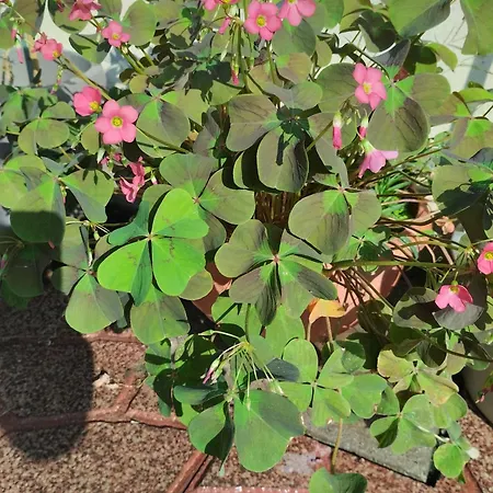 別荘 La Baia Dei Delfini *