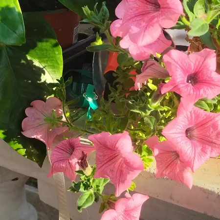 別荘 La Baia Dei Delfini