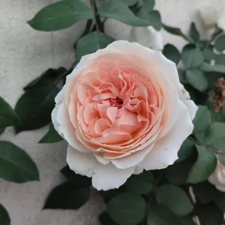 La Baia Dei Delfini Дом отдыха Ардеа