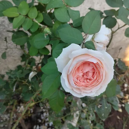 La Baia Dei Delfini Дом отдыха