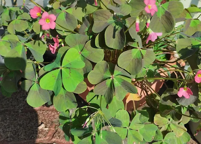 Σπίτι διακοπών La Baia Dei Delfini *